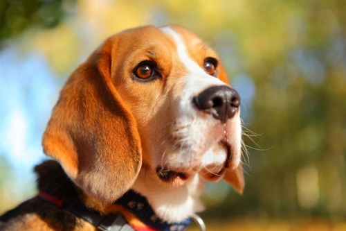 Canine Lungworm in Dogs: Risks, Symptoms and Prevention