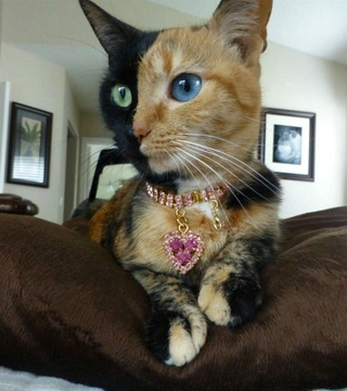 Venus, la gata de dos caras