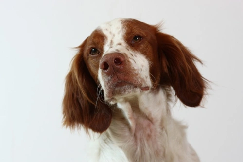 Discoid Lupus Erythematosus (DLE) in Dogs: Causes & Care