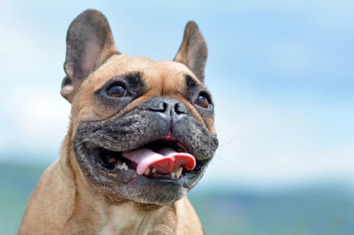 5 FAQs on Caring for Dogs with BOAS: Expert Advice