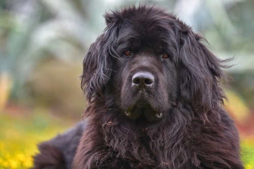 Caring for Dogs with Naturally Oily Coats: Breed Tips & Care
