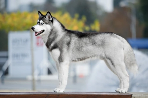 10 Reasons Everyone Loves the Siberian Husky