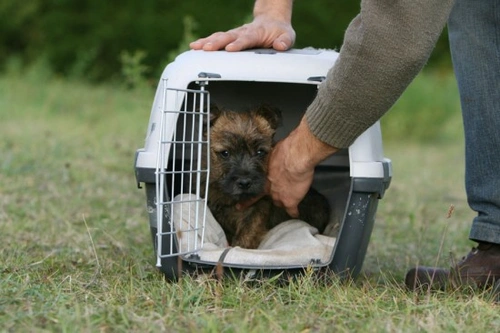 Diabetes in Dogs: Symptoms, Diagnosis and Management Guide