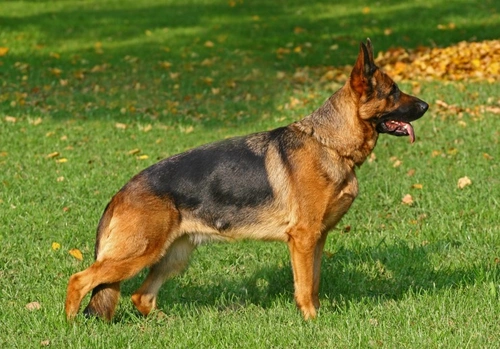 Chronic Degenerative Radiculomyelopathy (CDRM) in Dogs Explained