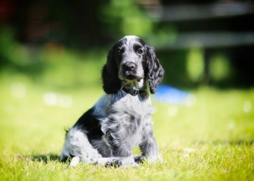 Common Causes of Upset Stomachs in Puppies Explained
