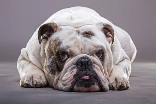 Diverticulitis en perros: síntomas, causas y tratamiento