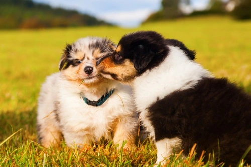 Guía completa: cómo cuidar a cachorros recién nacidos