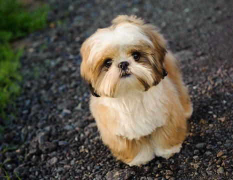 ¿Está el Shih Tzu perdiendo popularidad en España? Datos actualizados 2025