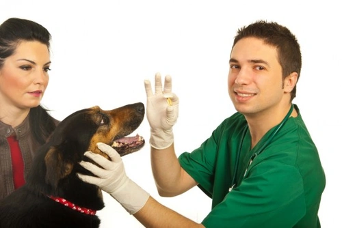 How to Administer Pills and Capsules to Dogs Safely