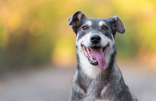 Find Your Dream Dog at Crufts 2025: Ultimate Guide