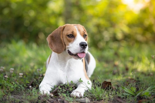 Top Dog Breeds with the Best Scenting Abilities in 2025