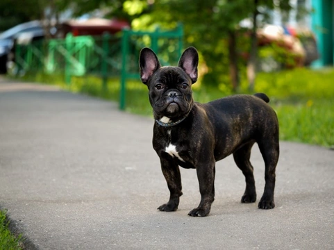 Bulldog Francés: la raza de perro más popular en España en 2025