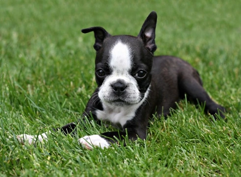 Hay Fever in Dogs: Symptoms, Causes & Care Tips