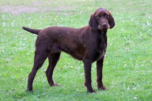 Claiming on a Dog Owner’s Third Party Liability Insurance