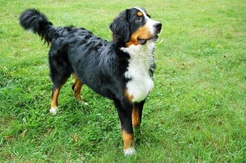 Greater Swiss Mountain Dog Hereditary Health & Longevity Guide