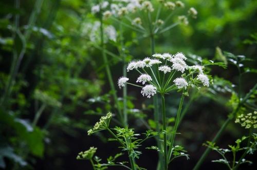 Protecting Your Dog from Britain’s Deadliest Plant