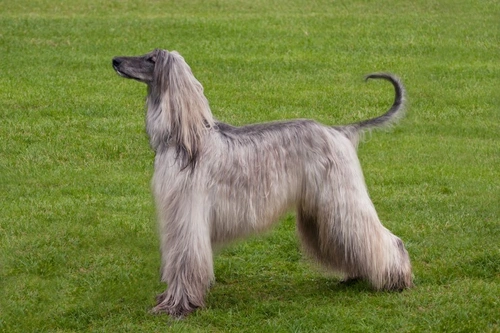 Diabetes insipidus in dogs: Symptoms, causes & treatment