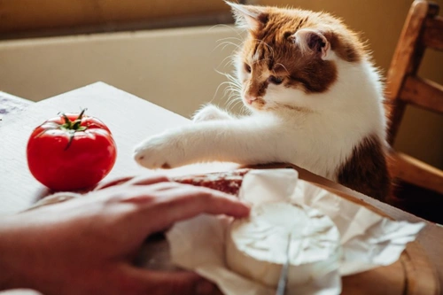 Why Do Cats Love Knocking Things Over? Explained & Solutions