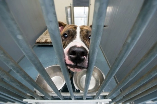 Most Common Dog Breeds in UK Shelters