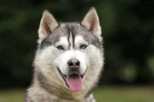 Dog Heat Cycle: Understanding Female Dog Behaviour