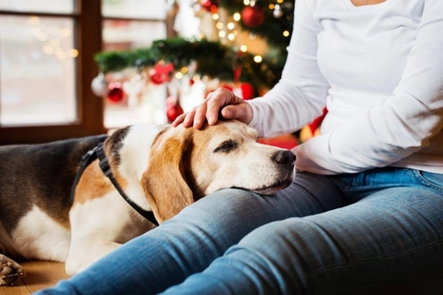 7 Best Christmas Gifts for Dog Lovers in 2024