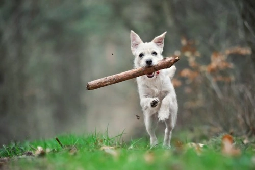 The Importance of Letting a Dog be a Dog: A Complete Guide