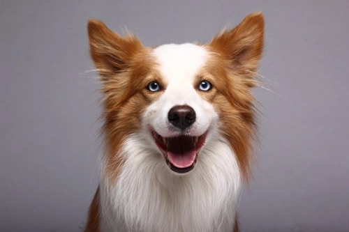 Do dogs have a menopause? Facts about canine fertility