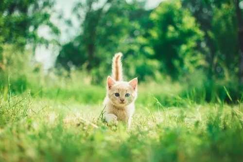 6 Essential Checks When Choosing a Kitten