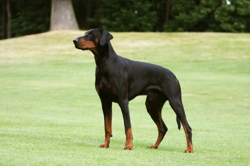 Dilated Cardiomyopathy in Dogs: Enlarged Heart Explained