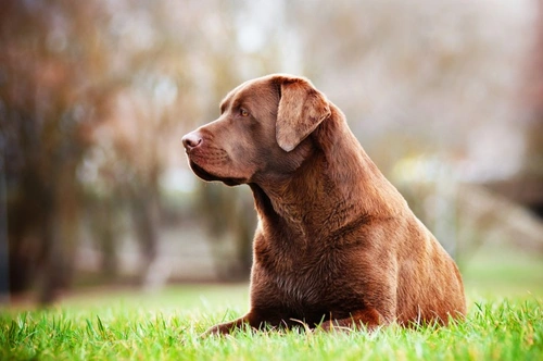 Managing Arthritis in Older Dogs: Causes, Symptoms & Care