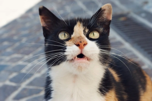 Why Some Cats Become Very Vocal as They Age