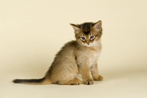 Datos divertidos y fascinantes sobre gatos, nuestros amigos felinos