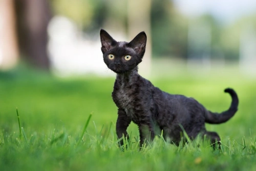 Cat Coat Types: A Guide to Feline Fur Varieties