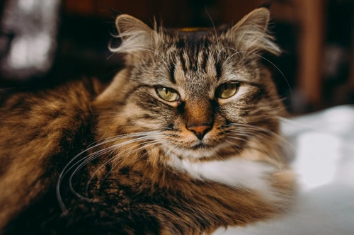 Strokes in Cats: Causes, Signs & Care Guide