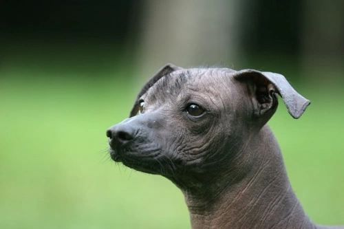 7 Unique Dog Breeds with Rare Traits You Must Know