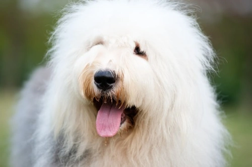 10 Worst Guard Dog Breeds: Friendly Dogs Not Made for Guarding