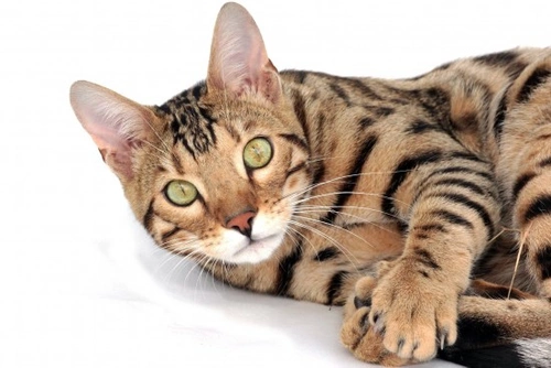Razas de gatos hipoalergénicos para personas alérgicas