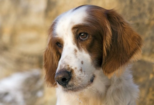 Unwanted pregnancy in dogs: Options and advice