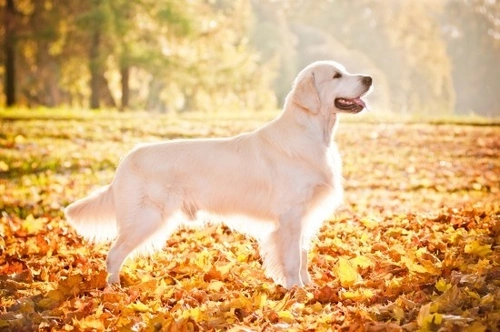5 foto che ti daranno subito voglia di acquistare un Golden Retriever