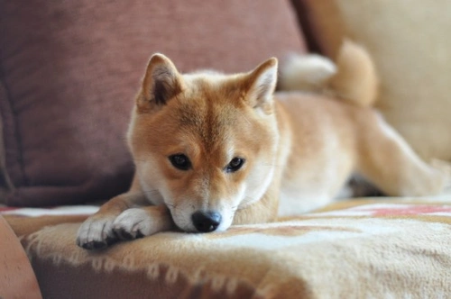 How to Know When to Interact With a Puppy and When to Leave It Be