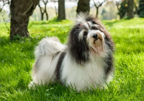 Complete Guide to Caring for a Havanese Dog