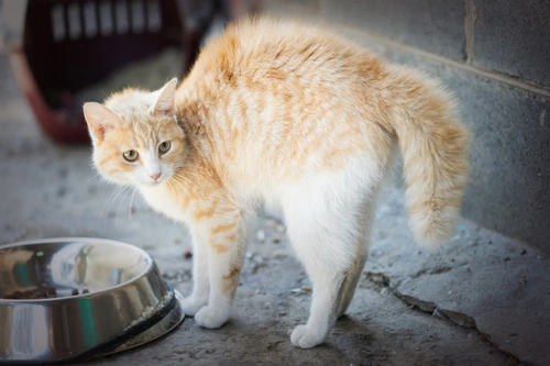 Why Are Domestic Cats Frightened of Cucumbers? Explained