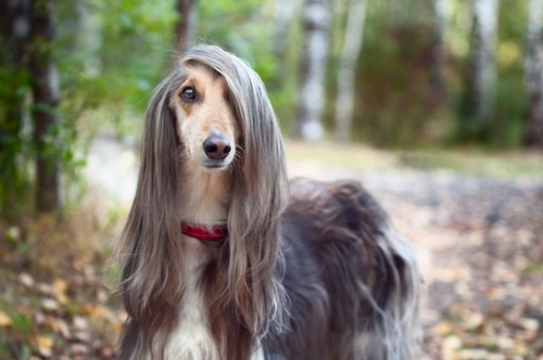 Crufts 2025: Essential Tips for First-Time Visitors