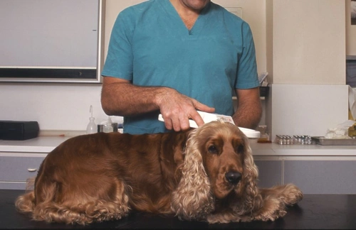 Mandatory Microchipping for Dogs: Legal Consequences Explained