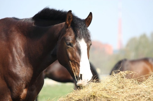 How to Change Your Horse's Feed Safely: A Step-by-Step Guide