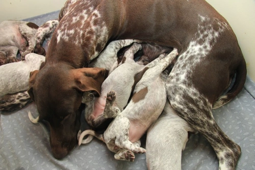 Why Might a Puppy Be Stillborn? Causes & Prevention