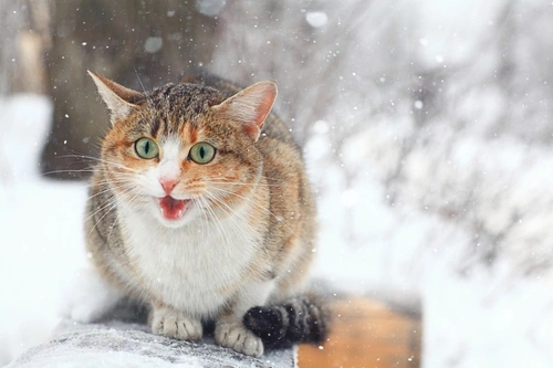 Can Cats Get Frostbite? Signs, Treatment & Prevention