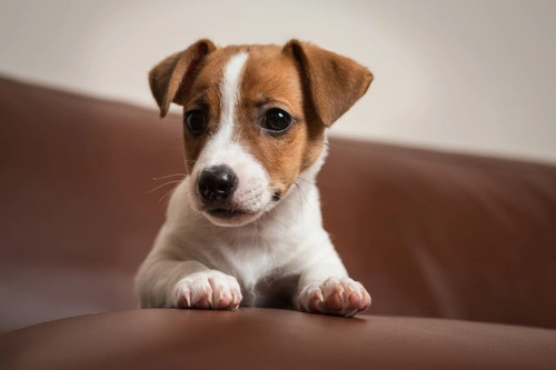 Why Do Dogs Have Whiskers? Essential Facts Explained