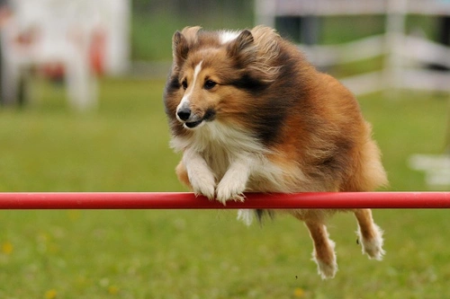 Top Dog Breeds for Success in Agility Competitions