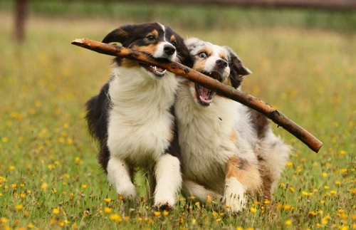 7 Ways to Keep Your Dog’s Mind Active and Engaged